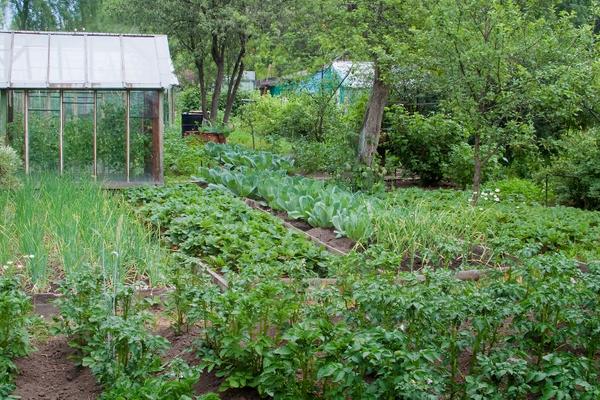 Figure 3. Vegetables planted out in the open.